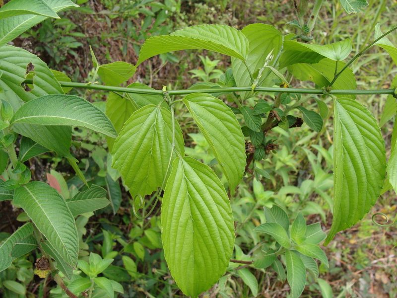 Gouania lupuloides, photographed by Alexis López Hernández