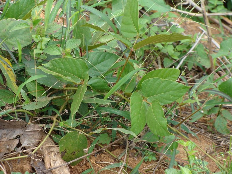 Mucuna argyrophylla, photographed by Alexis López Hernández