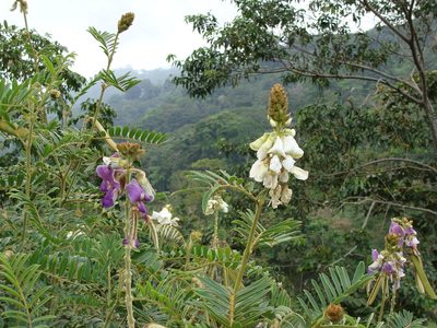 Tephrosia vogelii, photographed by Alexis López Hernández