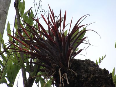 Tillandsia flabellata, photographed by Alexis López Hernández