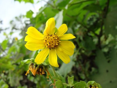 Smallanthus maculatus, photographed by Alexis López Hernández