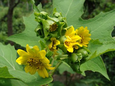 Smallanthus maculatus, photographed by Alexis López Hernández