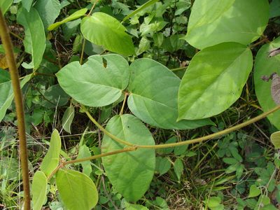 Mucuna argyrophylla, photographed by Alexis López Hernández