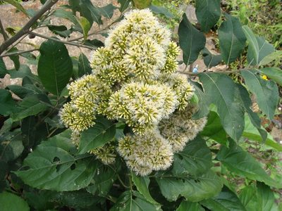 Critonia morifolia, photographed by Alexis López Hernández