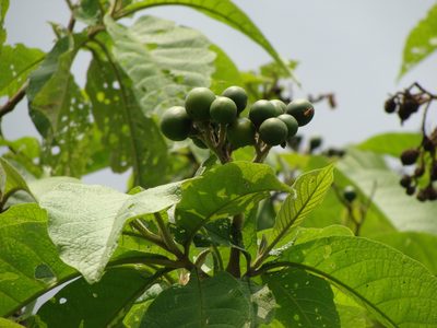 Solanum chiapasense, photographed by Alexis López Hernández
