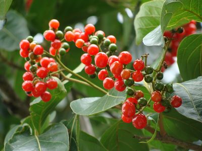 Cordia collococca, photographed by Alexis López Hernández