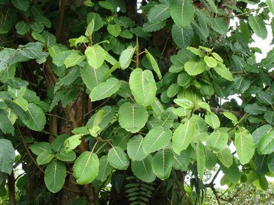 Ficus petiolaris, photographed by Alexis López Hernández