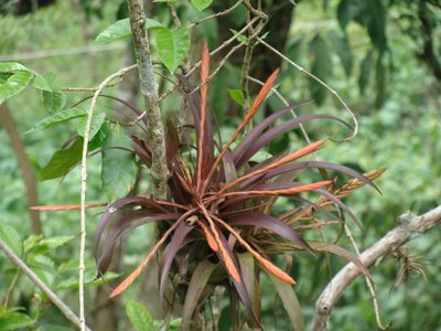 Tillandsia flabellata, photographed by Alexis López Hernández