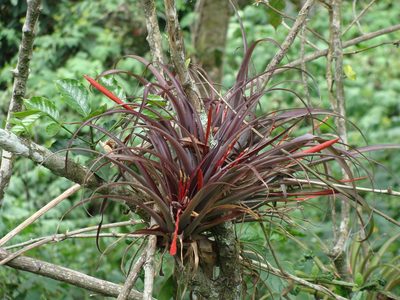 Tillandsia flabellata, photographed by Alexis López Hernández