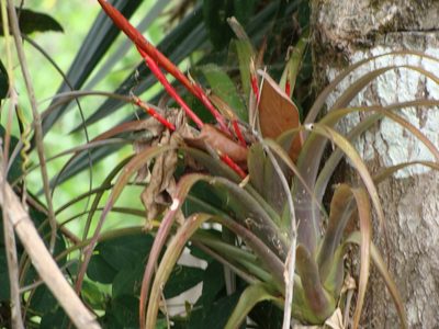 Tillandsia flabellata, photographed by Alexis López Hernández