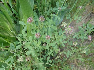 Trifolium bifidum, photographed by P Holroyd