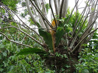 Anthurium salvinii, photographed by Alexis López Hernández