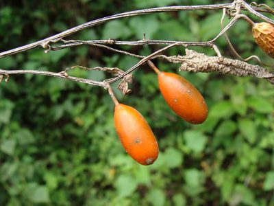 Cayaponia racemosa, photographed by Alexis López Hernández
