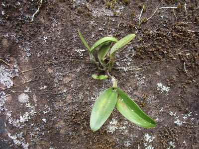 Guarianthe aurantiaca, photographed by Alexis López Hernández