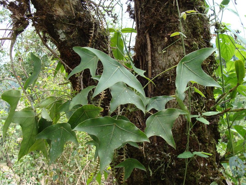 Oreopanax sanderianus, photographed by Alexis López Hernández
