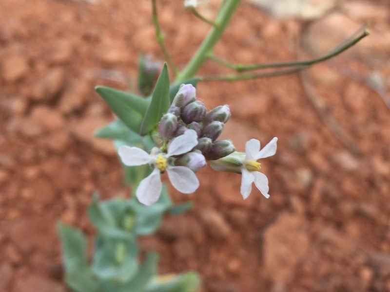 Thelypodiopsis elegans, photographed by Robbie Hannawacker