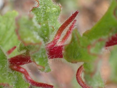 Camissoniopsis hirtella, photographed by George Williams