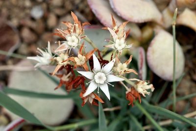 Crassula arborescens, photographed by Dr. Alexey Yakovlev