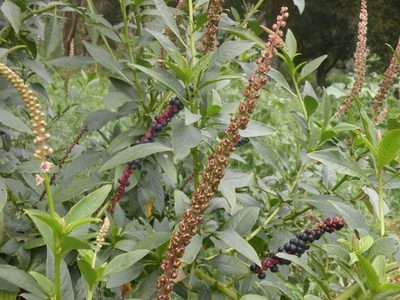 Phytolacca heterotepala, photographed by Linzy L.