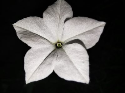 Nicotiana repanda, photographed by Adriana Nelly Correa Sandoval