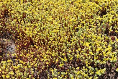 Sedum pumilum, photographed by Brandon Wheeler
