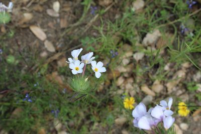 Leptosiphon montanus, photographed by Brandon Wheeler