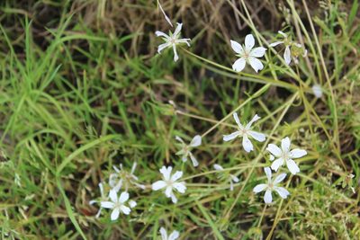 Limnanthes douglasii, photographed by Brandon Wheeler