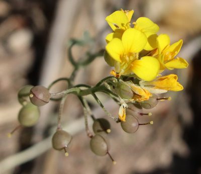 Physaria gordonii, photographed by crseaquist