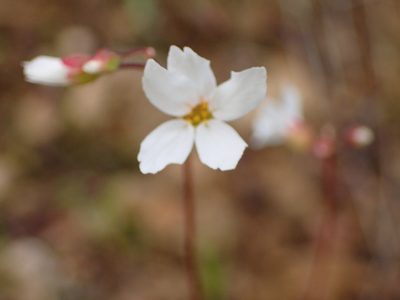Lithophragma cymbalaria, photographed by George Williams