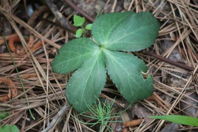 Sanicula smallii, photographed by Ashwin Srinivasan