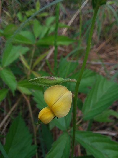 Crotalaria purshii, photographed by Will McFarland