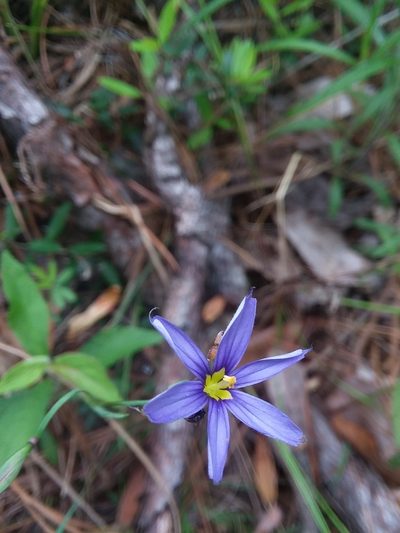 Sisyrinchium nashii, photographed by Will McFarland