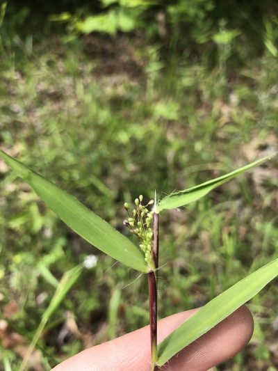 Dichanthelium lindheimeri, photographed by John Kees