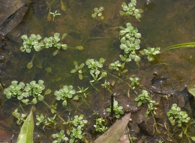 Callitriche heterophylla, photographed by Robert Webster