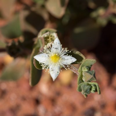 Gunniopsis papillata, photographed by Kym Nicolson