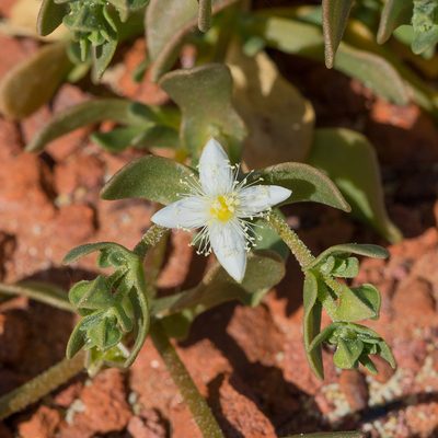 Gunniopsis papillata, photographed by Kym Nicolson