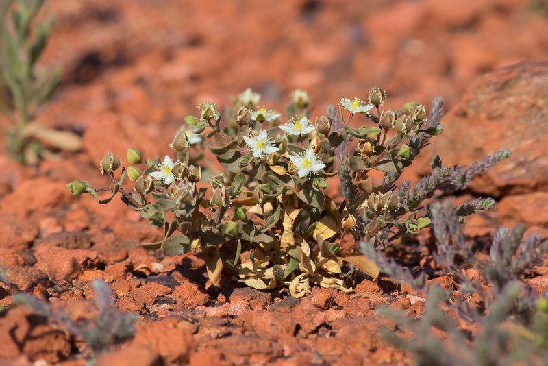 Gunniopsis papillata, photographed by Kym Nicolson