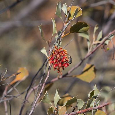 Grevillea wickhamii, photographed by Kym Nicolson