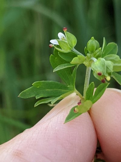 Geranium texanum, photographed by Alison Northup
