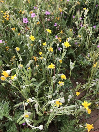 Monolopia stricta, photographed by paulexcoff