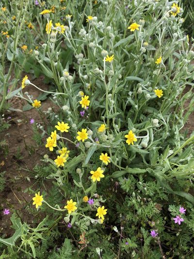 Monolopia stricta, photographed by paulexcoff