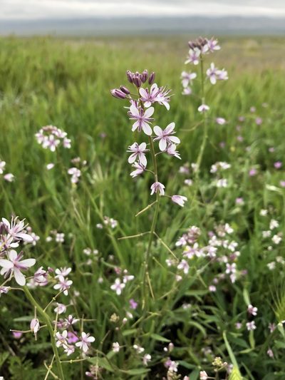 Streptanthus anceps, photographed by paulexcoff