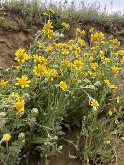 Monolopia stricta, photographed by paulexcoff