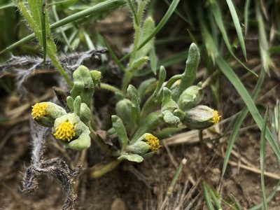 Monolopia congdonii, photographed by paulexcoff