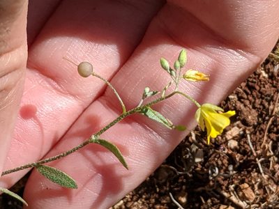 Physaria recurvata, photographed by Alison Northup
