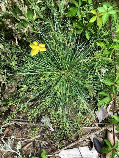 Fimbristylis aestivalis, photographed by Cheng-Tao Lin