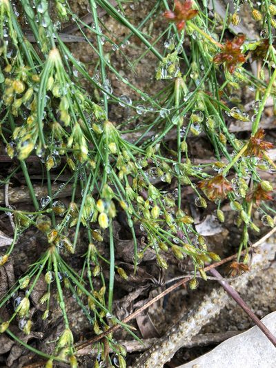 Fimbristylis aestivalis, photographed by Cheng-Tao Lin