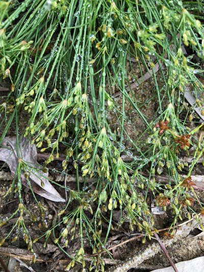 Fimbristylis aestivalis, photographed by Cheng-Tao Lin
