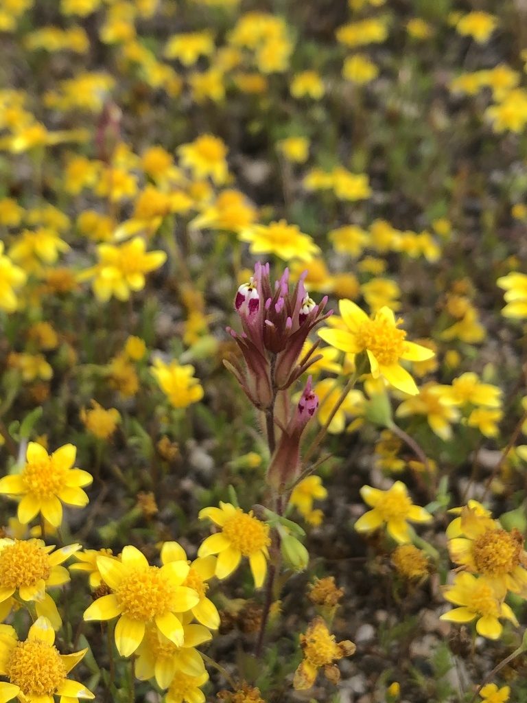Castilleja brevistyla, photographed by paulexcoff