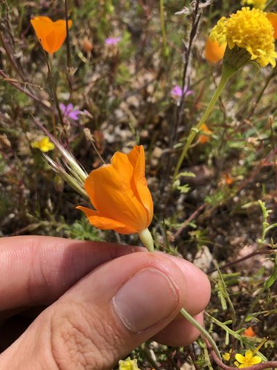 Eschscholzia lemmonii, photographed by paulexcoff